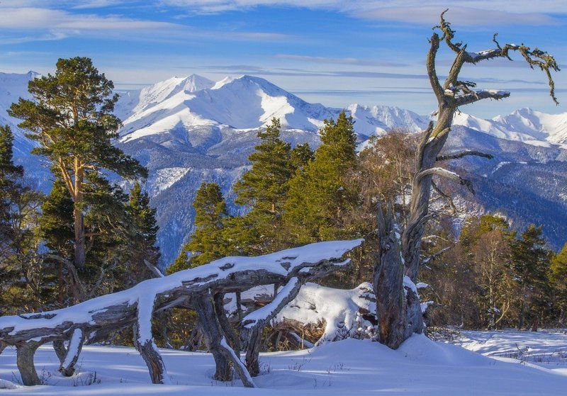 Зима в Кавказском заповеднике фото превью