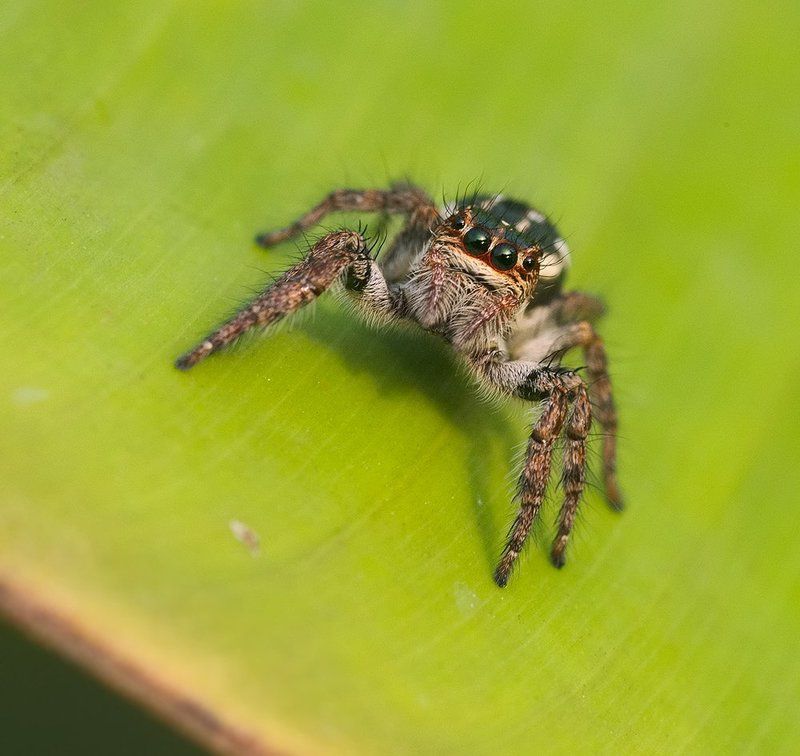 *** фото превью