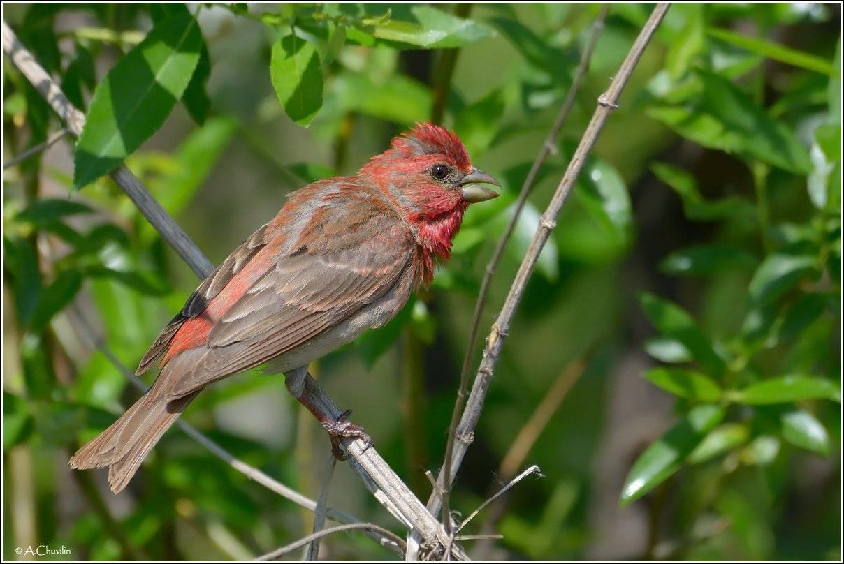 птица,чечевица, Александр Чувилин