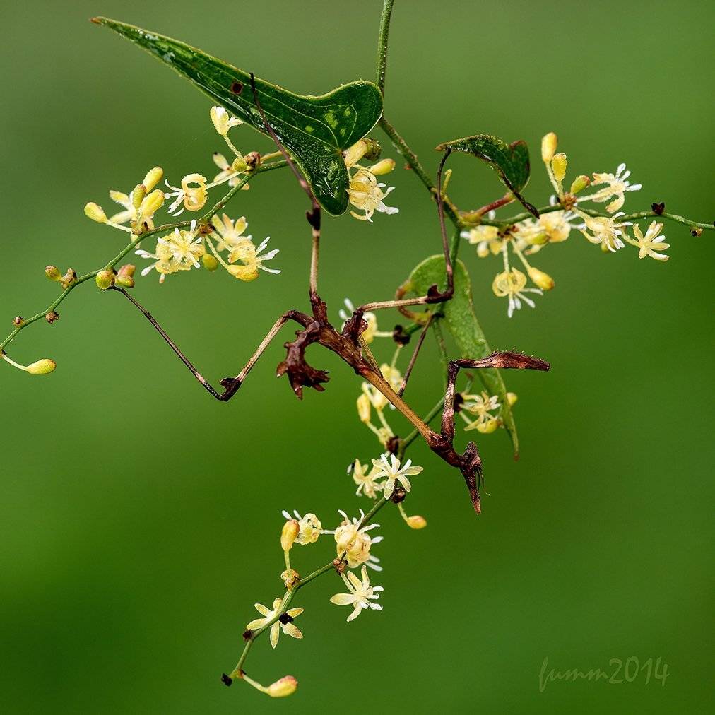 , Игорь ФУММ