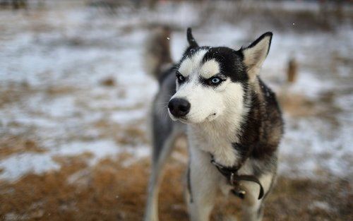 Husky (Утро добрым не бывает)