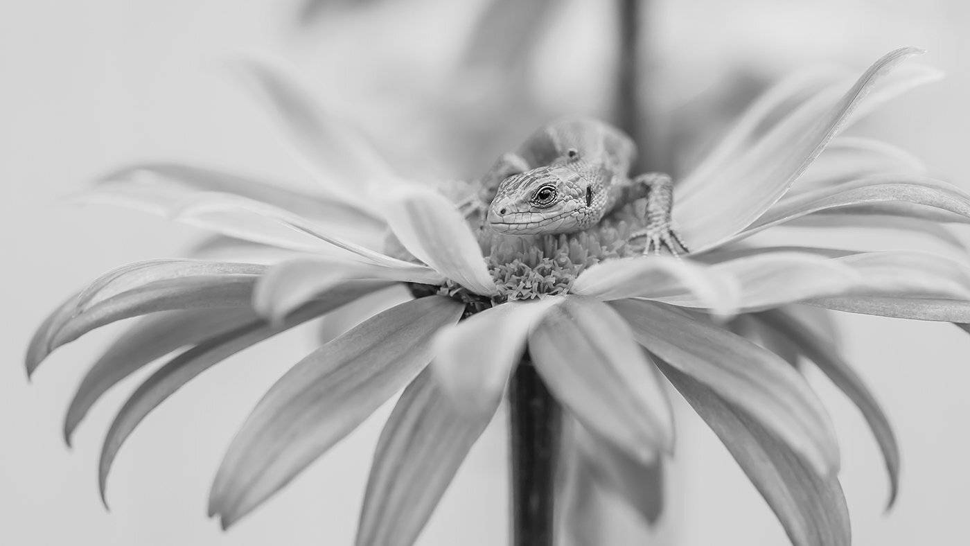 Карелия, Цветок, Ч/б, Ящерица, Евгения Муравская