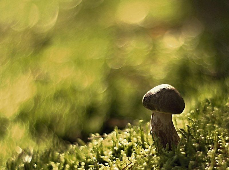 Mushrooms фото превью