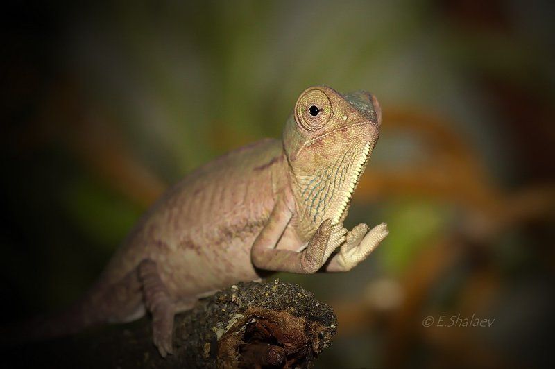 Veiled chameleon, Йеменский хамелеон - Chamaeleo calyptratus фото превью