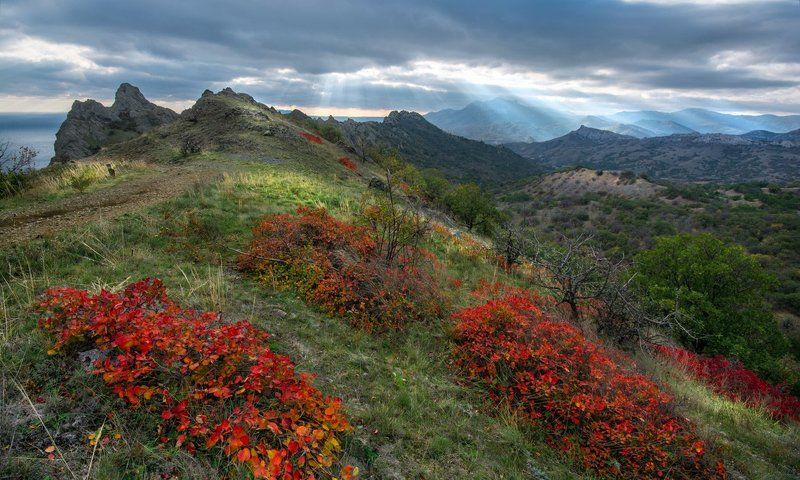 В царстве горящих скумпий фото превью