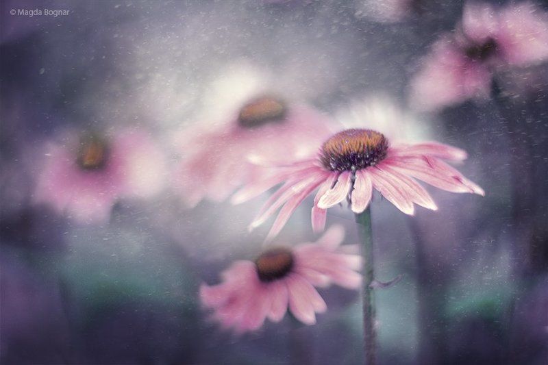 Echinacea фото превью