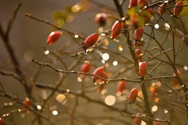 Брызги солнца фото превью