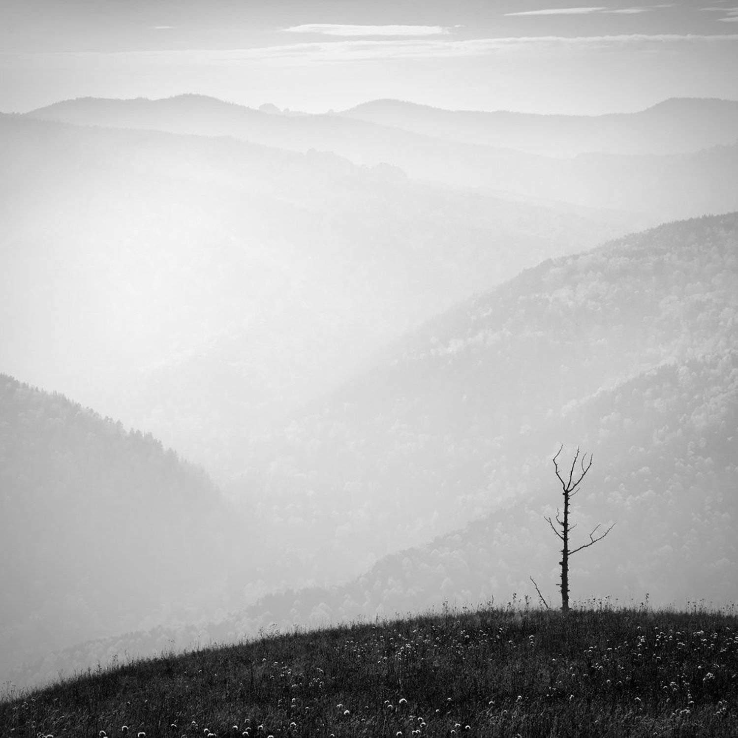 Большой, Высокий, Высота, Горы, Дерево, Дымка, Заповедник, Квадрат, Красивая, Красноярск, Пейзаж, Природа, Сопки, Сухое, Тайга, Торгашинский, Туман, Хребет, Чб, Дмитрий Антипов