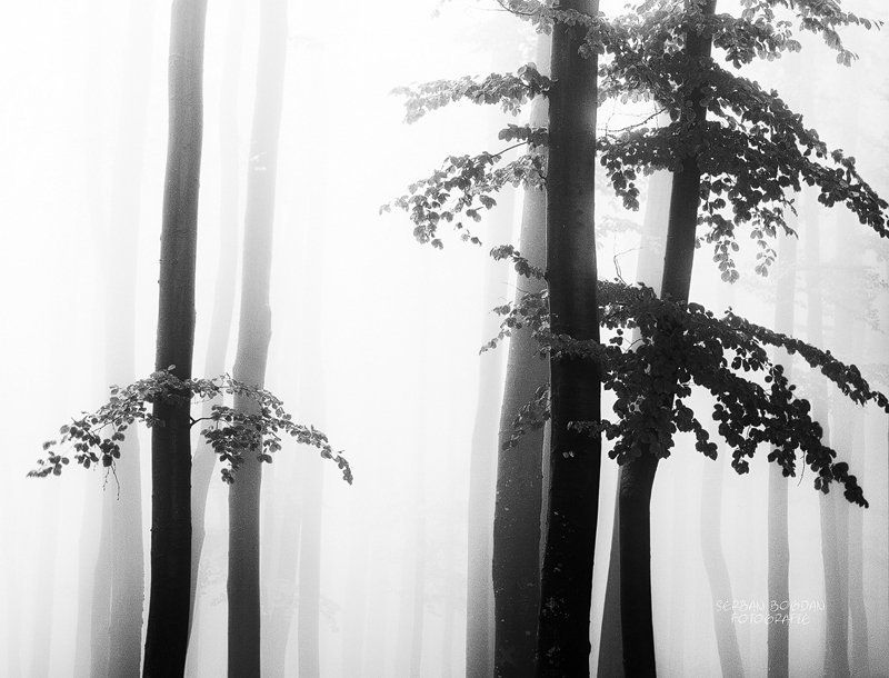 dialogue фото превью