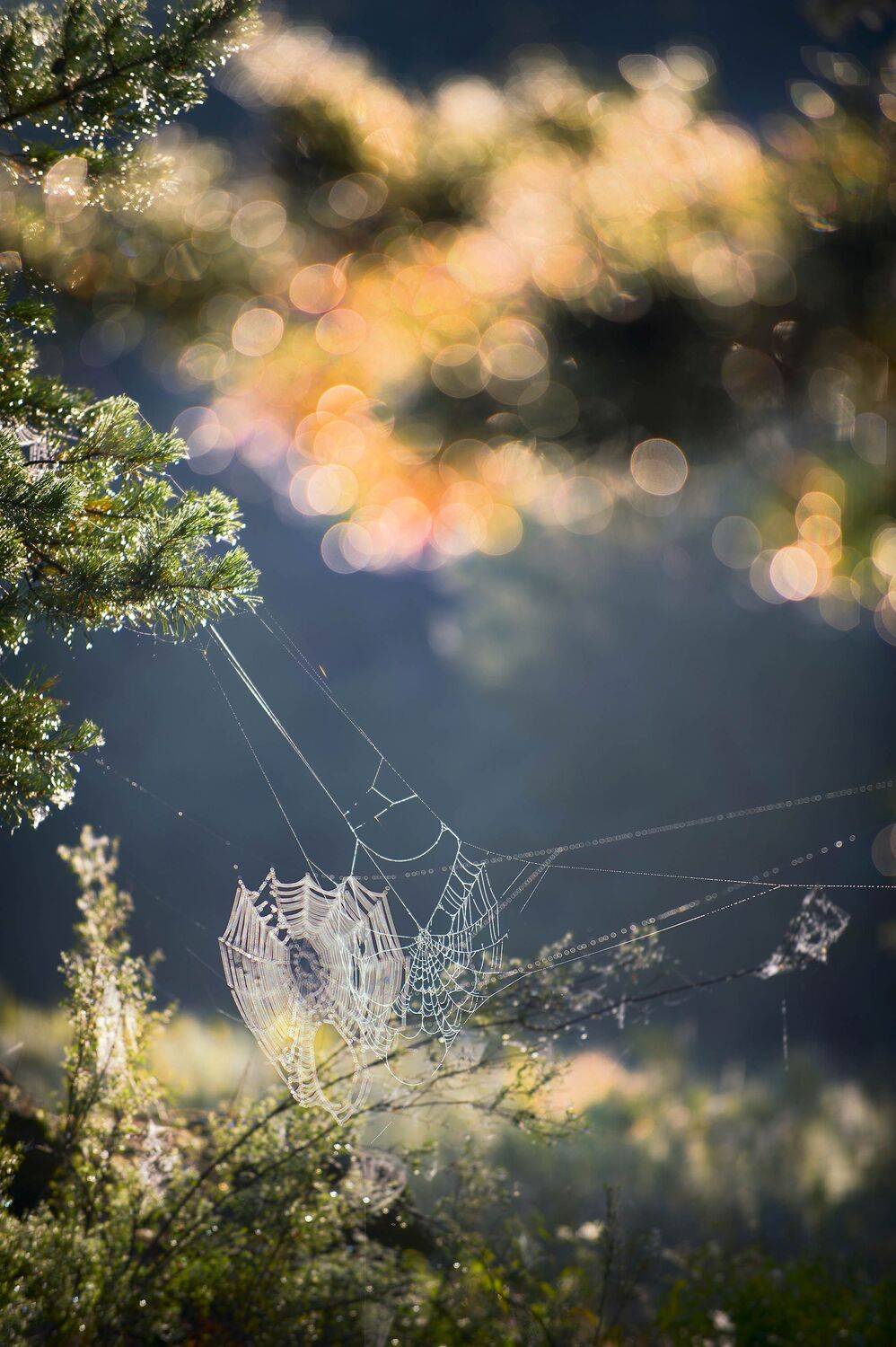 , Орлов Михаил