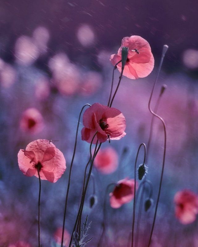 Маки, маки... фото превью