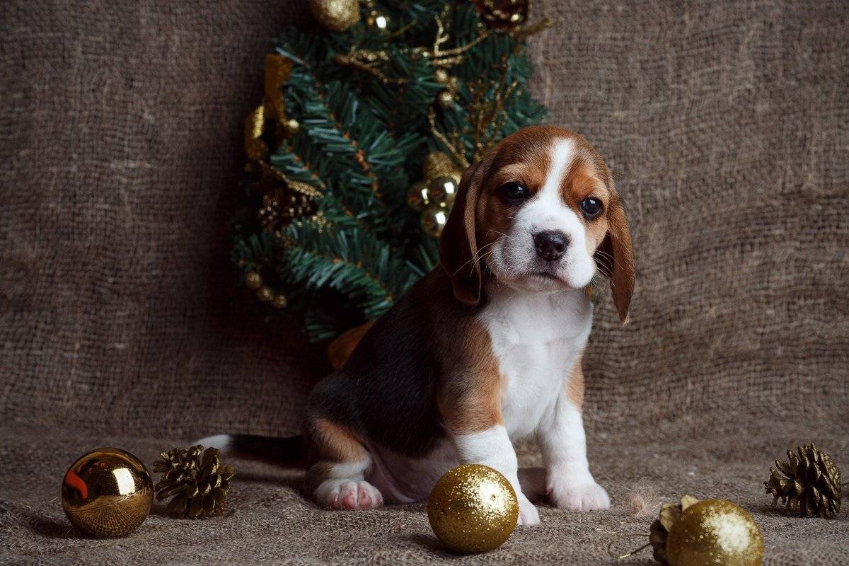 , Конев Семен