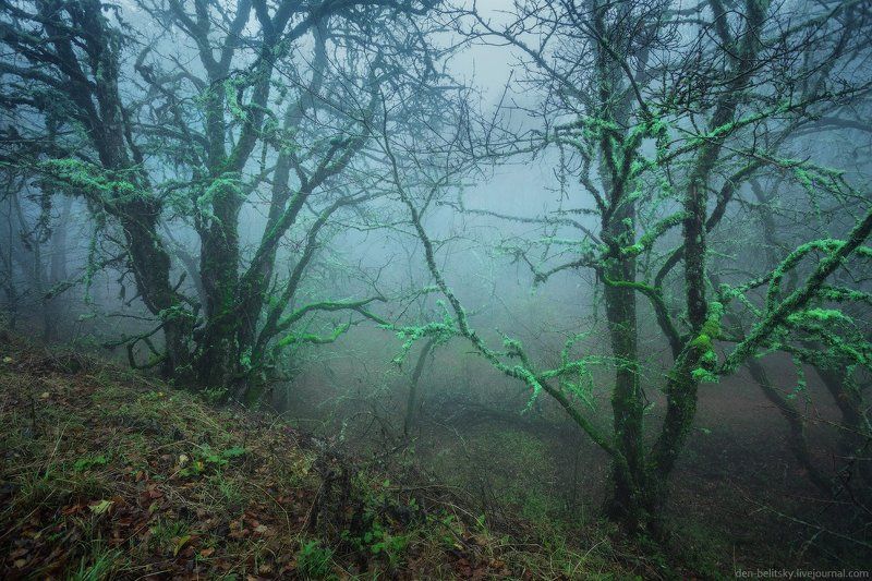 Крым, Лес, Облака, Осень, Пейзаж, Туман, Утро Мистический лес фото превью