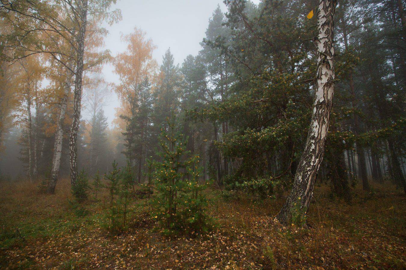 , Владимир Ляпин