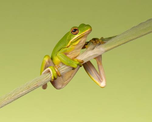 Frog. Hylidae - Зеленая североамериканская Квакша