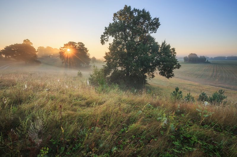 2022, россия, калужская область, август, лето, утро, туман, деревья, солнце, деревья, паутина, трава, дорога, пейзаж Вот и август фото превью