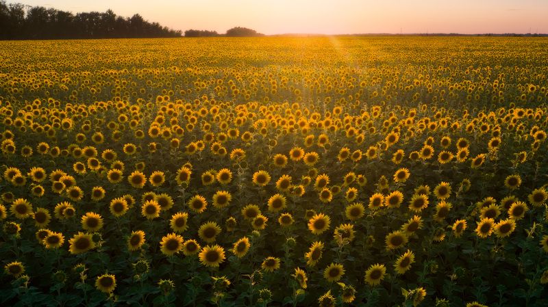 Подсолнухи фото превью