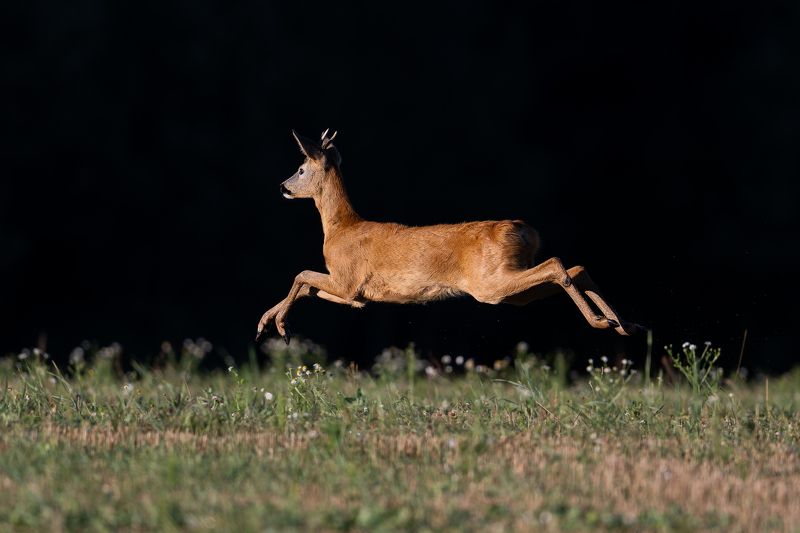 Bucins фото превью
