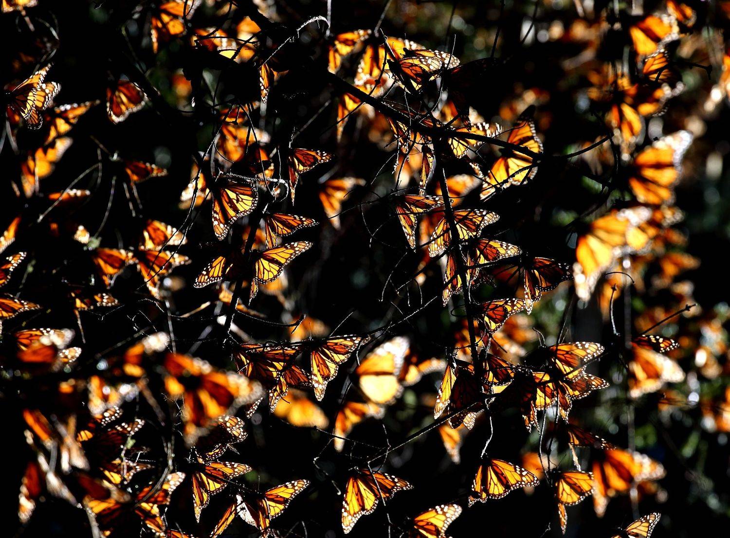 , Гудков Андрей