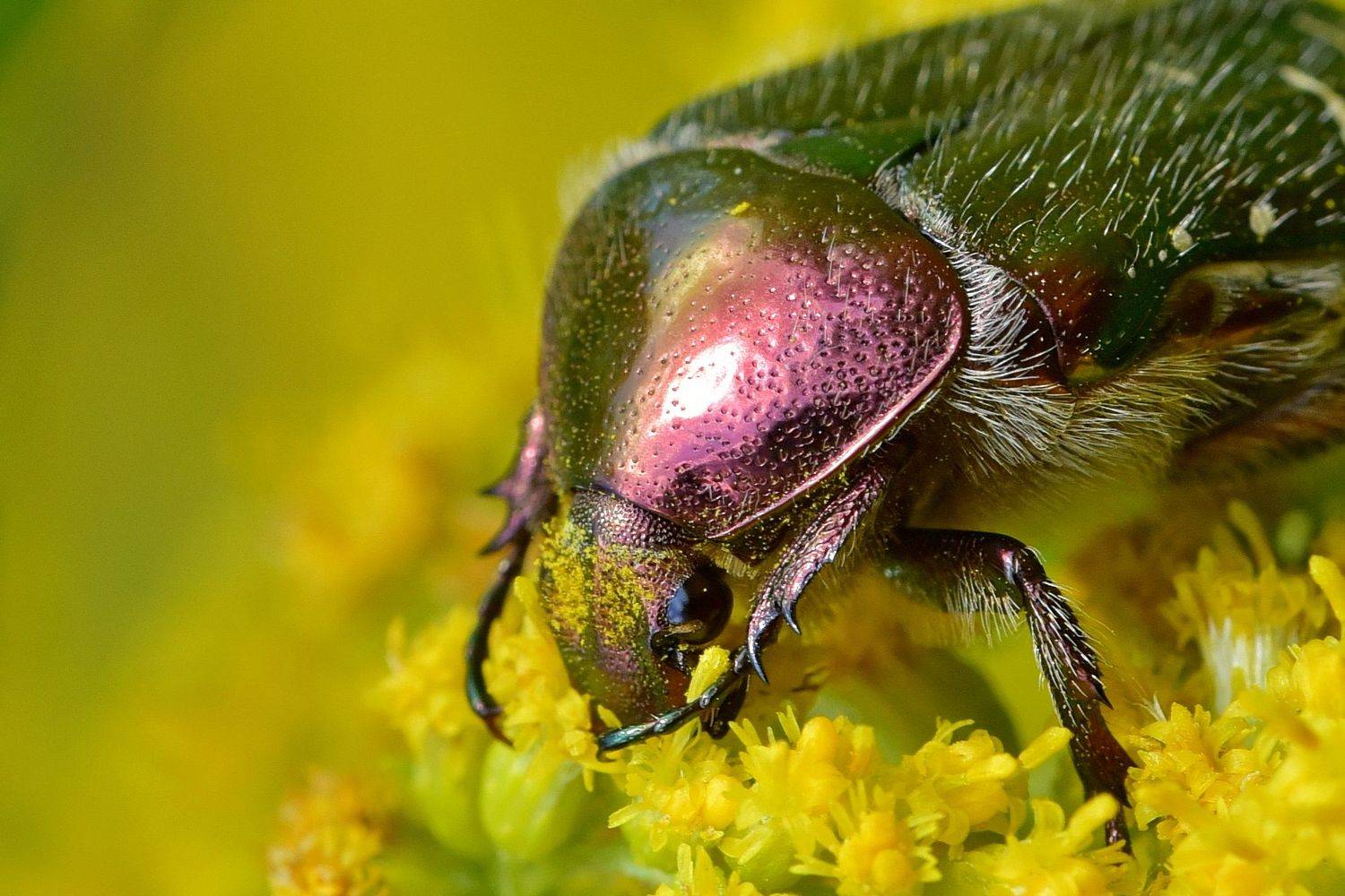 , Корнейчук Игорь