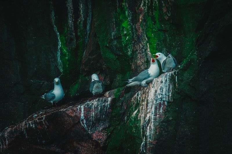Арктика, Север, Териберка, Баренцево море, птицы  Приватная беседа  фото превью