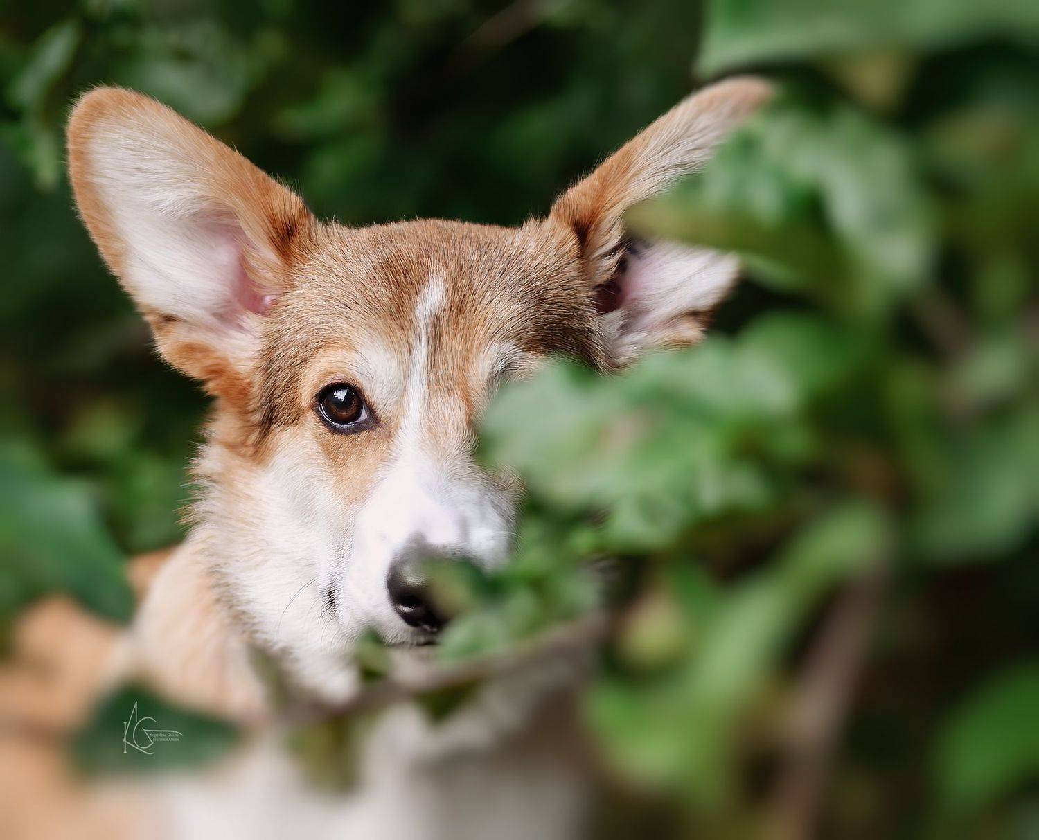 , Коптилина Галина