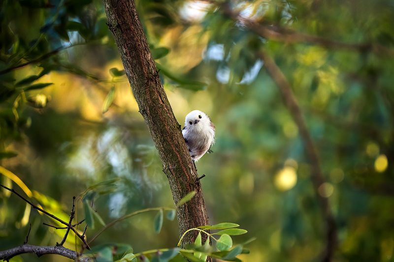 Long-tailed tit, bird, wildlife Long-tailed tit фото превью