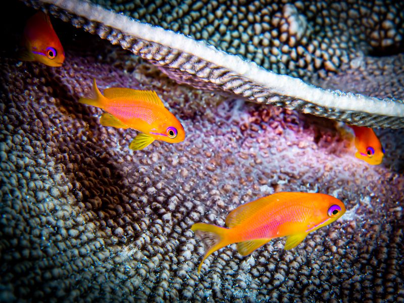 up to 12 wishes! фото превью