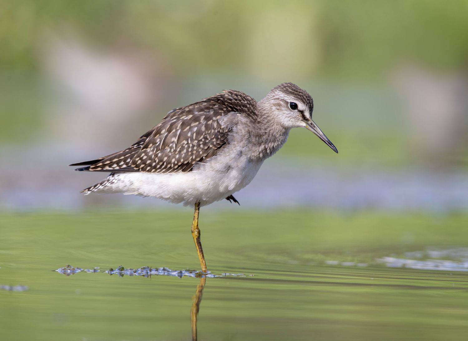 птицы,природа, лето, Андрей Киселёв