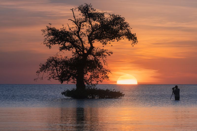 Sumbawa trees