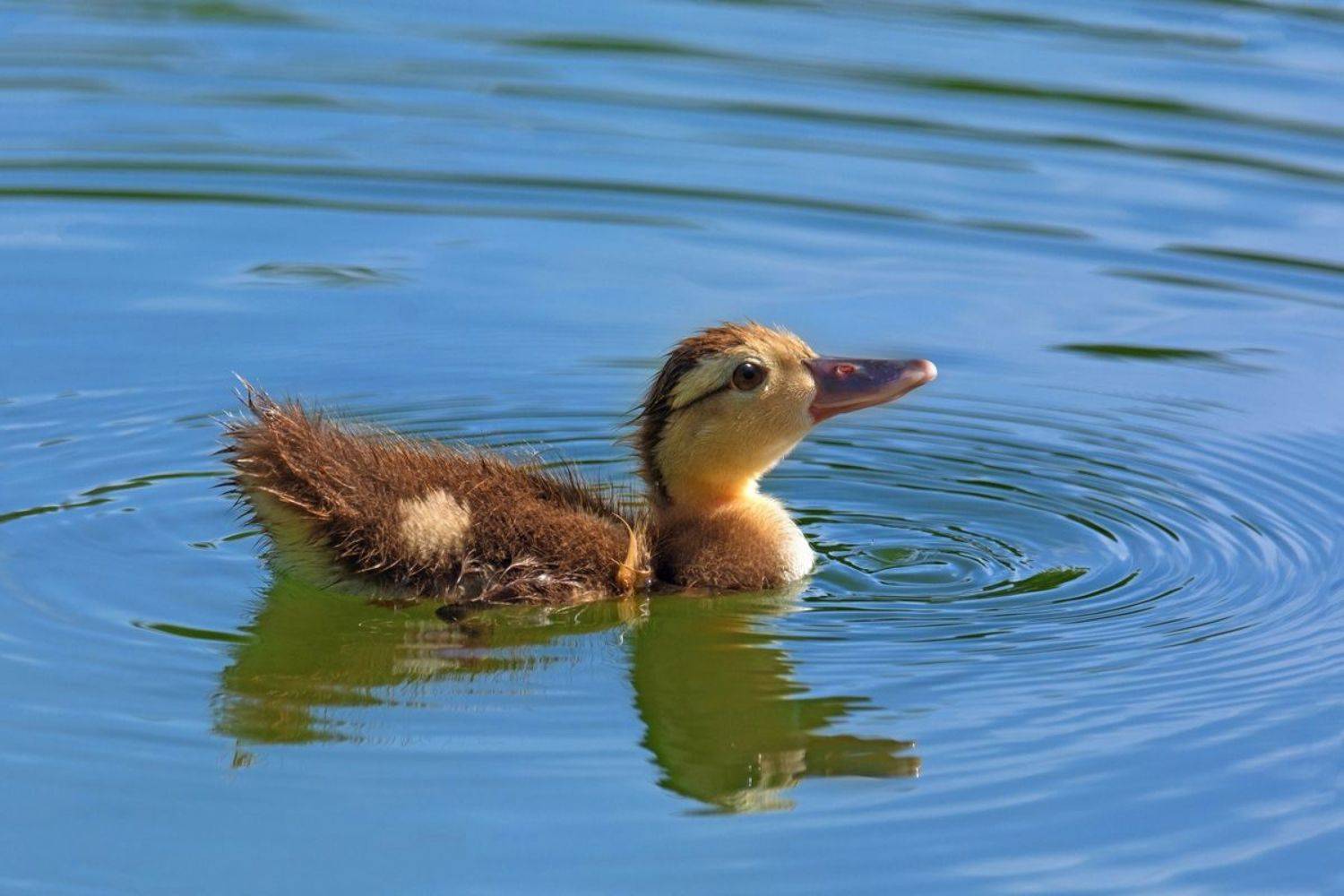 , Людмила Бекман