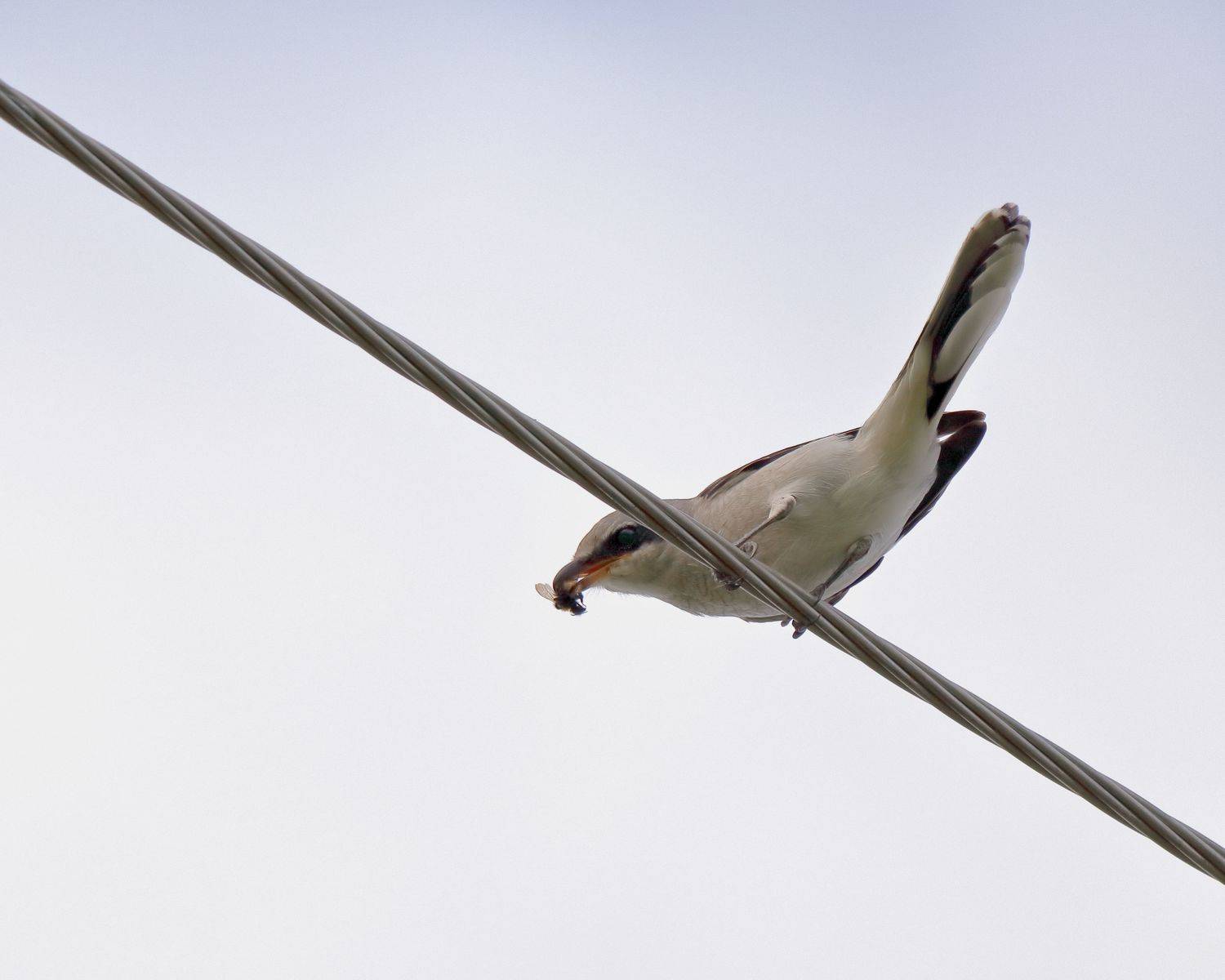 птицы, хищные, природа, фотоохота, сорокопуты, Титов Александр