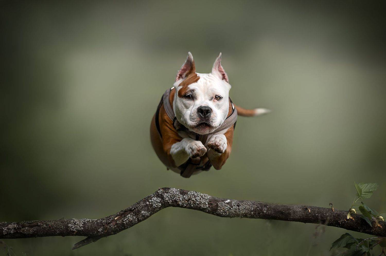 Домашние животные Собаки Движение, Черняховский Виталий