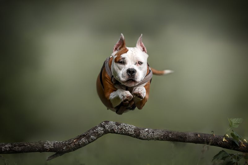Домашние животные Собаки Движение В полёте фото превью