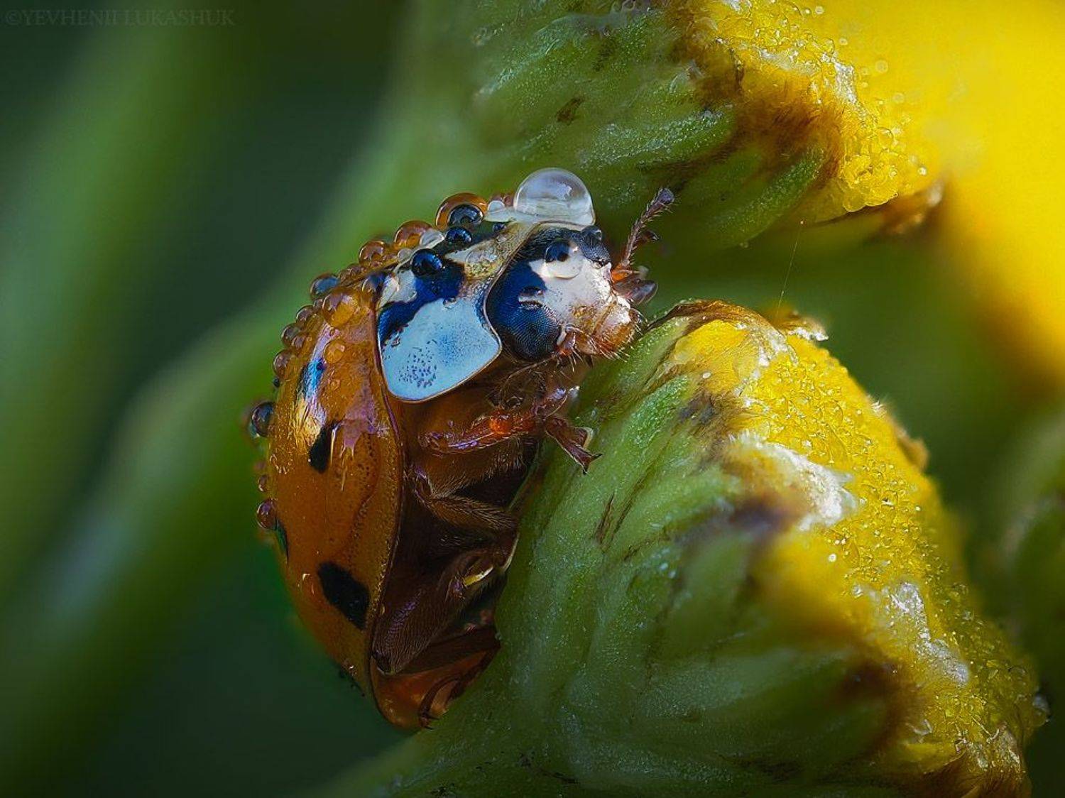 , Лукашук Евгений