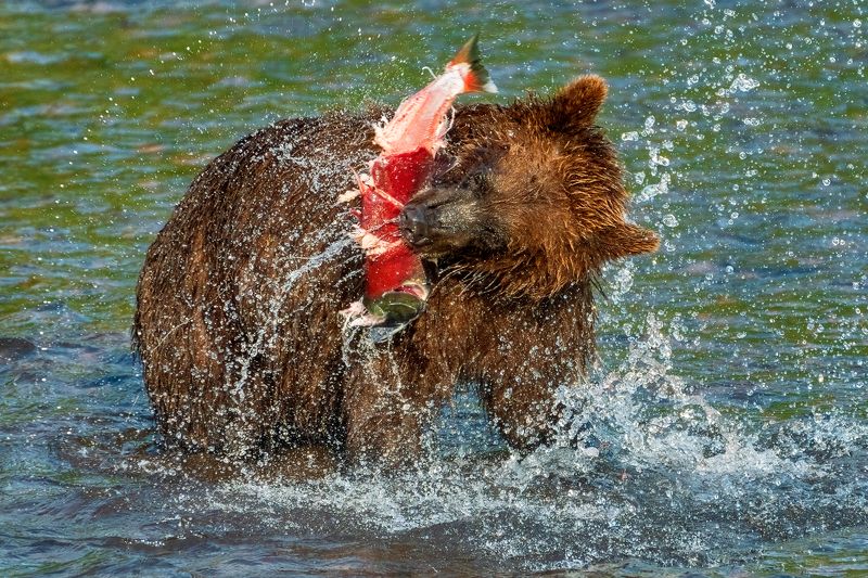 Р-р-р! фото превью