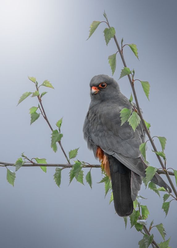 Кобчик (Falco vespertinus) фото превью