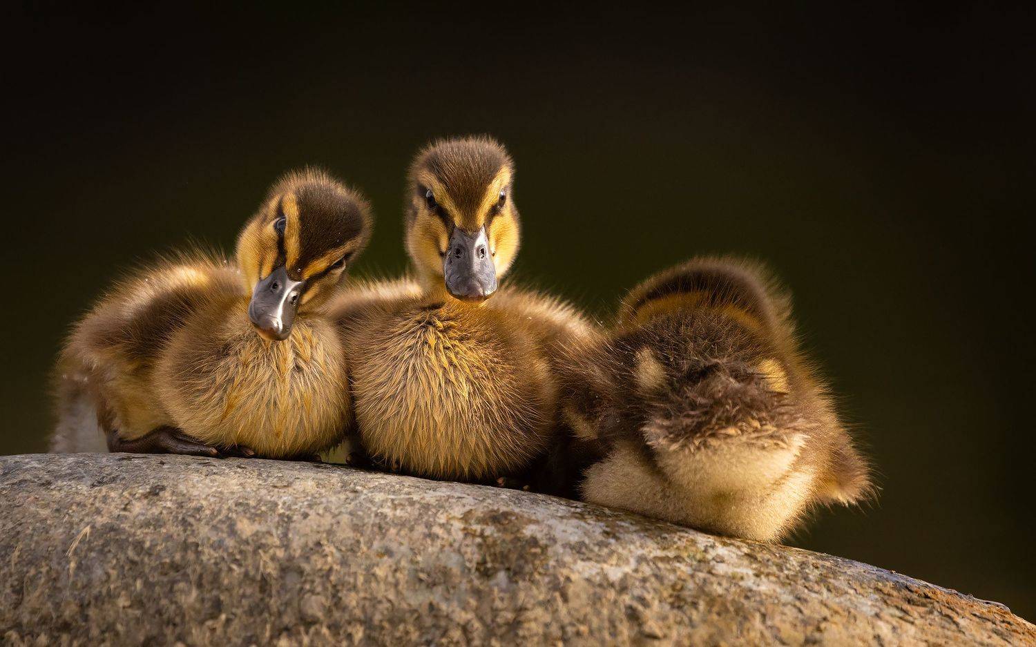 , Robert Adamec