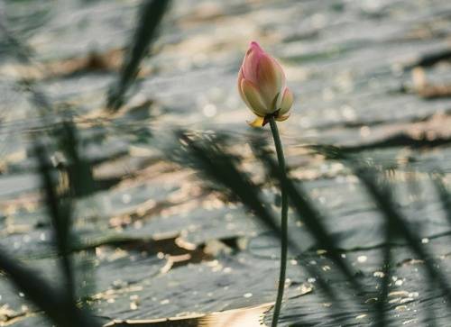 Лотосы Карасунских озёр.