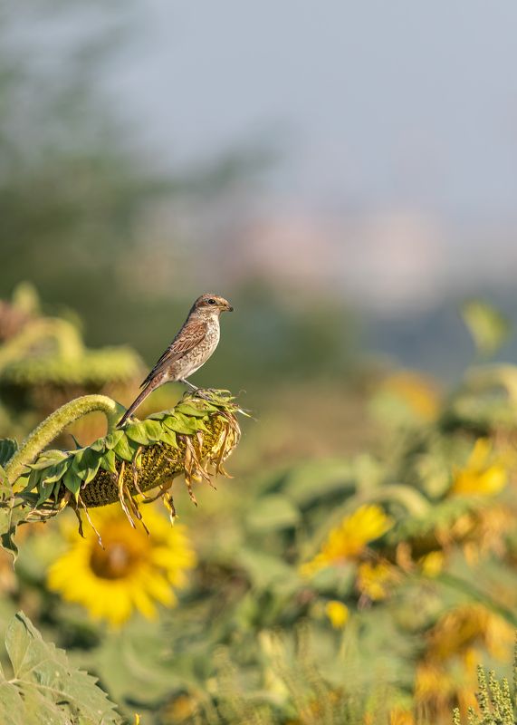 Утро в поле фото превью