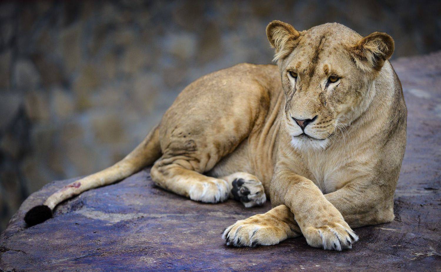 , Борис Пирог