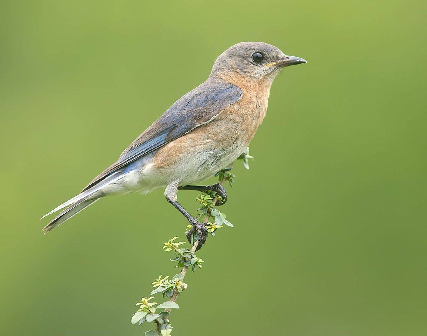 восточная сиалия, eastern bluebird, bluebird, Etkind Elizabeth