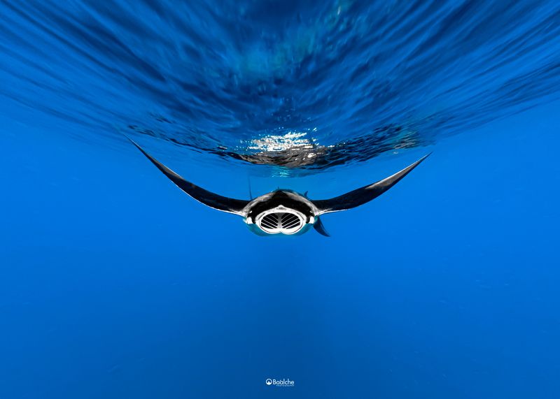 to fly фото превью