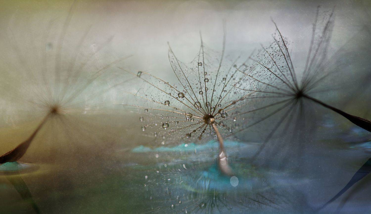 макро, одуванчик, капли, вода, macro, dandelion, drops, water, Мария Обидина