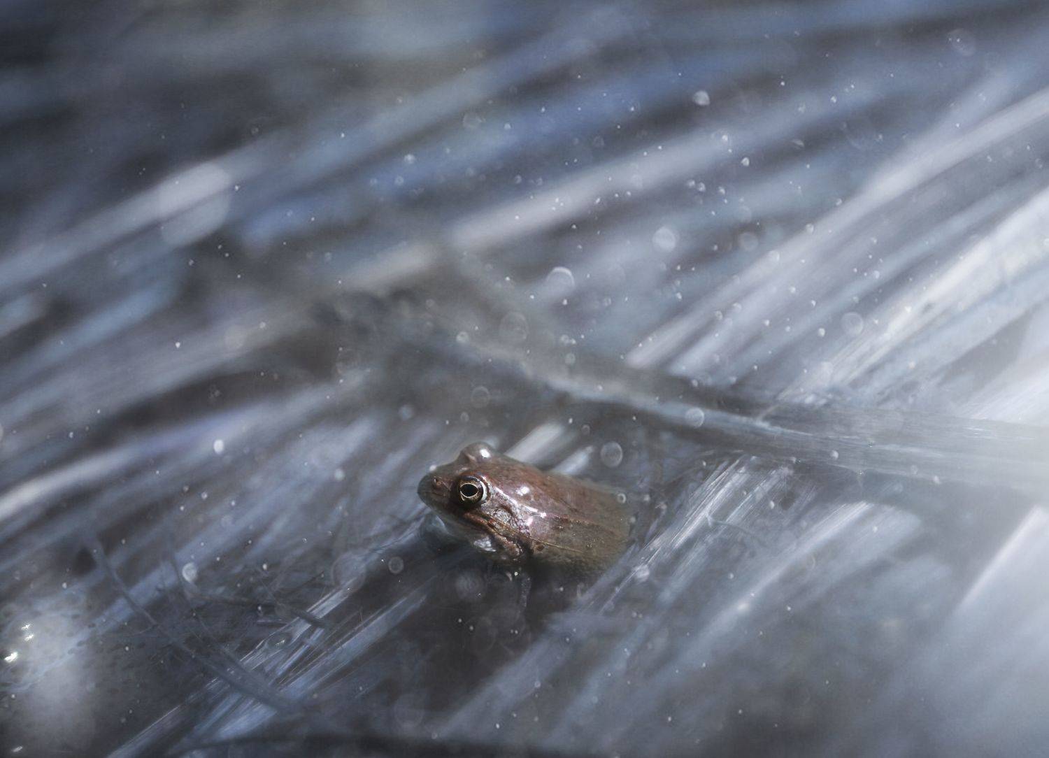 макро, лягушка, природа, лес, frog, macro, nature,, Мария Обидина