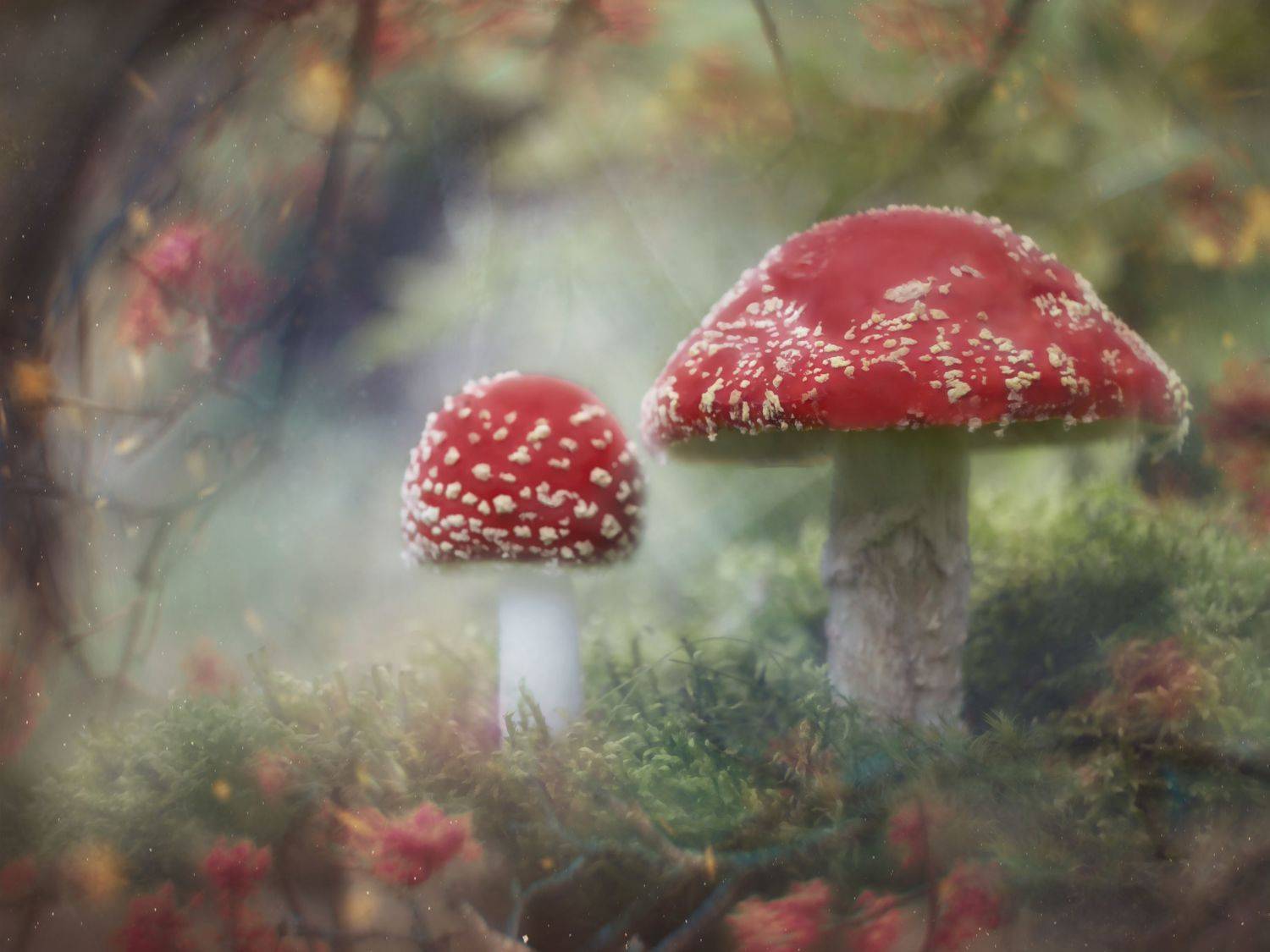 осень, грибы, макро, мухоморы, Мария Обидина