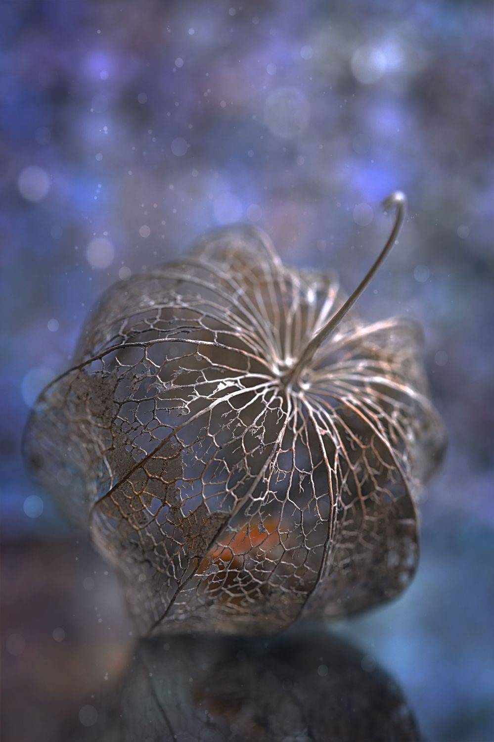 макро, физалис, bokeh, macro, blue, Мария Обидина