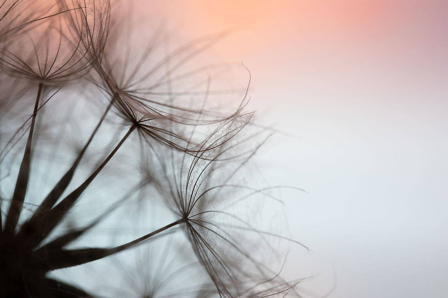 макро, одуванчик, Мария Обидина