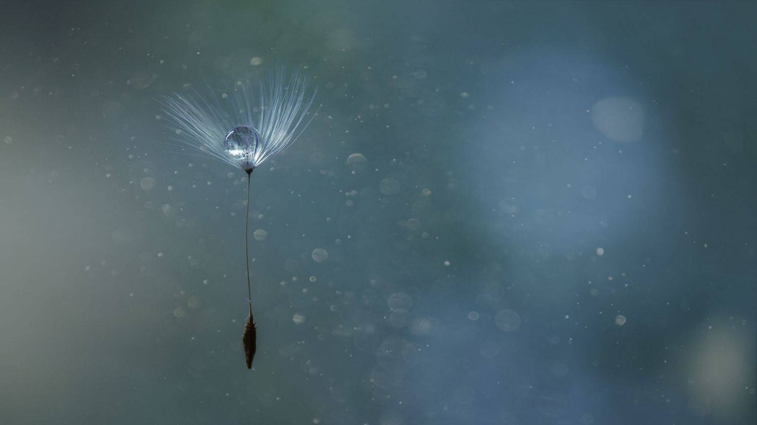 макро, одуванчик, Мария Обидина