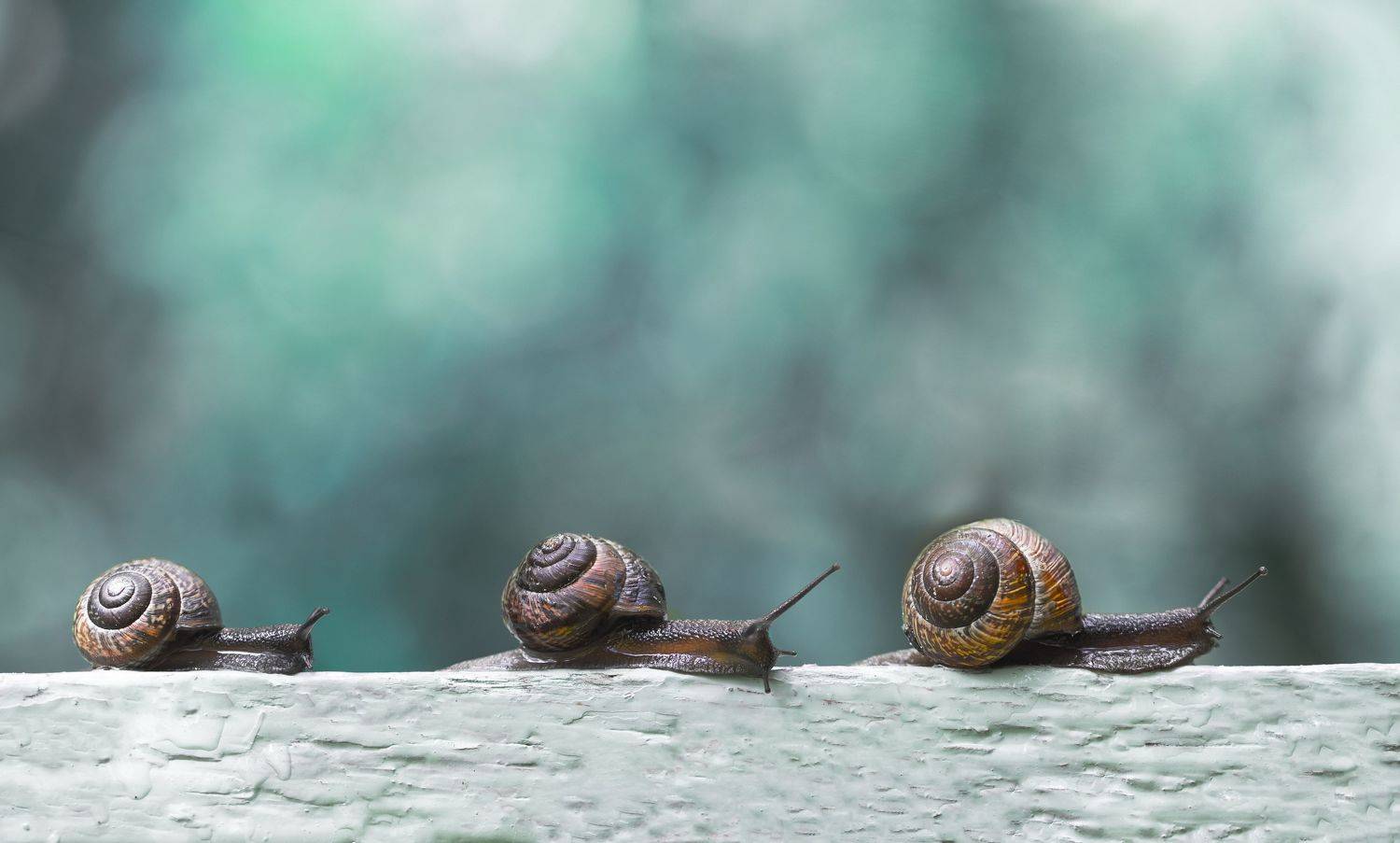 макро, улитки, природа, Мария Обидина
